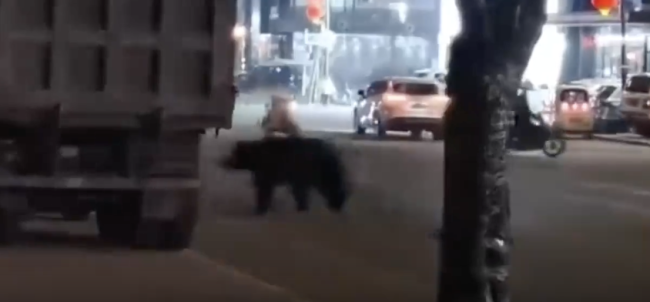 現(xiàn)場：黑龍江一地黑熊進(jìn)城亂竄 被特警擊斃