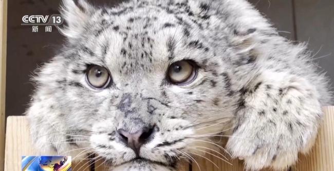 雪豹“凌小蟄”恢復(fù)順利 胖了30斤 康復(fù)訓(xùn)練進展良好