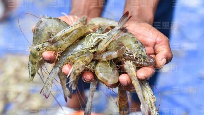 印度卖不出,美国吃不上