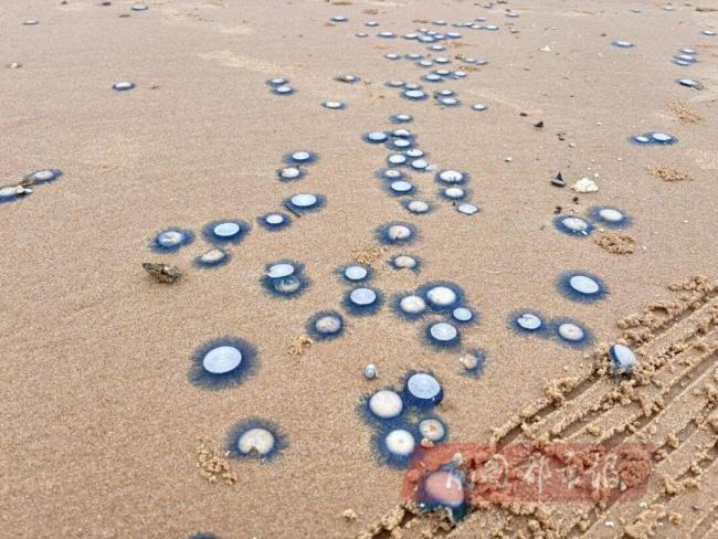 ?？谝缓０冻霈F(xiàn)大量銀幣水母 環(huán)衛(wèi)部門提醒避免觸碰