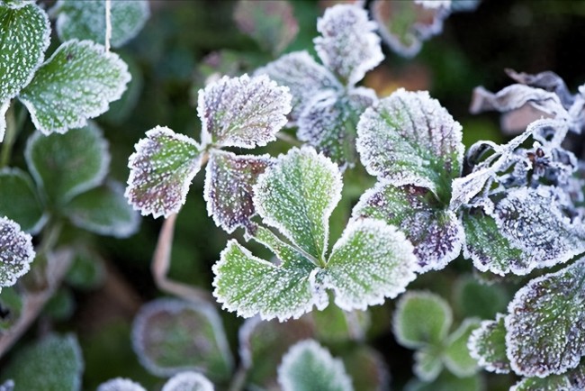 60年一遇的霜降來了！今年霜降不一般