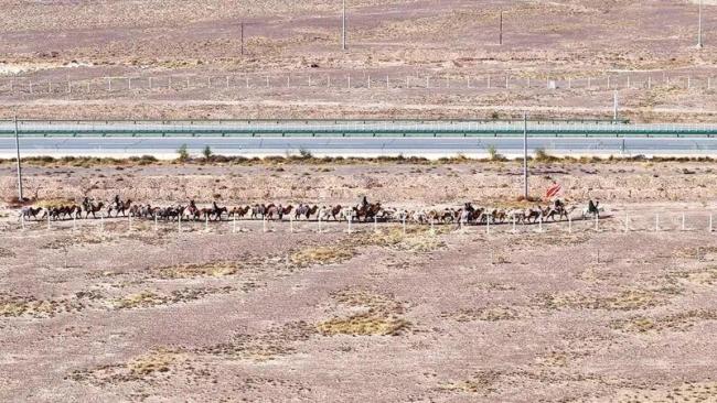 新疆20多人骑骆驼去洛阳 体验丝路精神