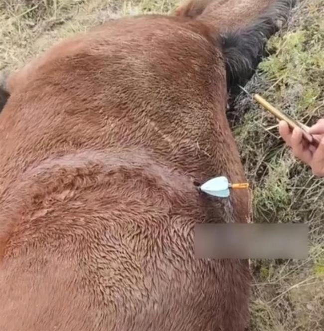 山西吕梁一养殖场马匹中箭死亡