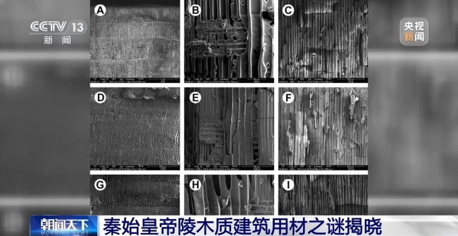 海拔由低→高 秦始皇帝陵木质建筑用材之谜揭晓