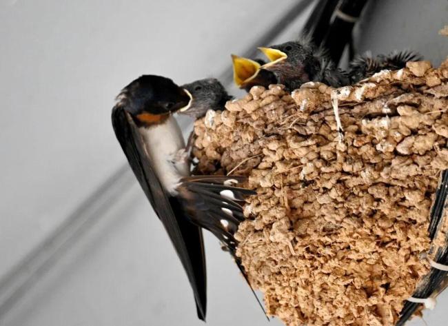 大量燕子滞留 它们为啥来不及南飞 气温骤降影响迁徙