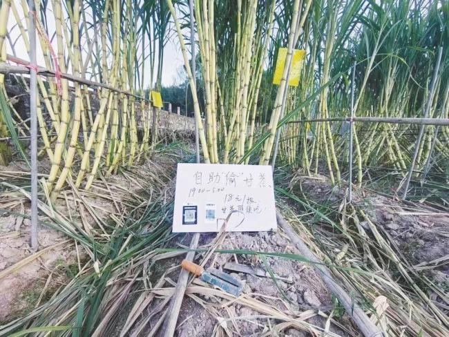 被允许被盗的利润田被赔付6000元，创意经济引发