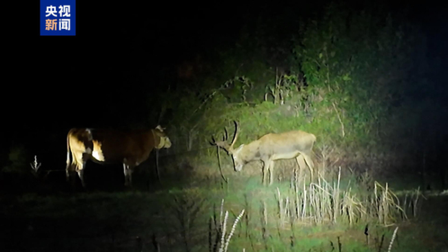 洞庭湖麋鹿和牛杠上了