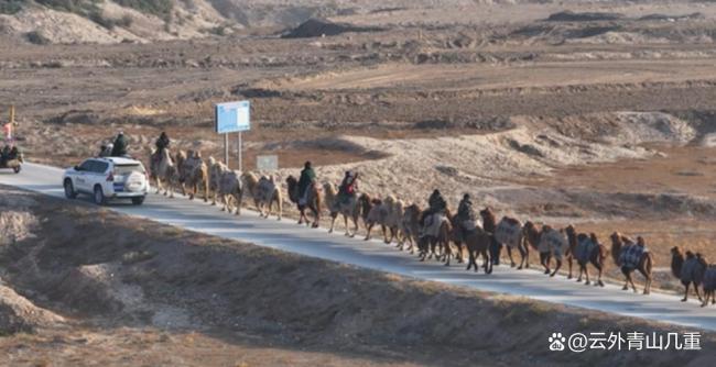 队长回应新疆20多人骑骆驼去洛阳 重走丝路传承文化