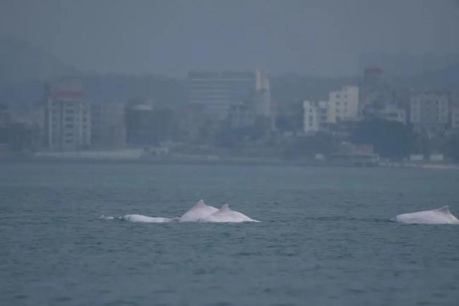 中华白海豚母子双亡目击者发声 悲剧折射生态危机