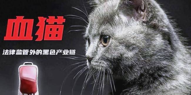 动物血库 抽流浪猫血 无情剥削生命