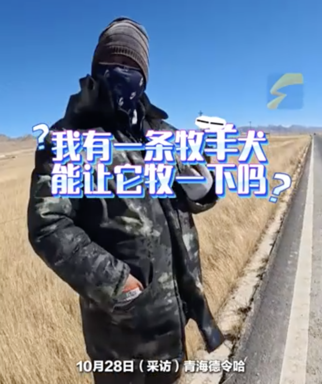 自驾游遇羊群 边牧首次体验牧羊 血脉觉醒时刻！