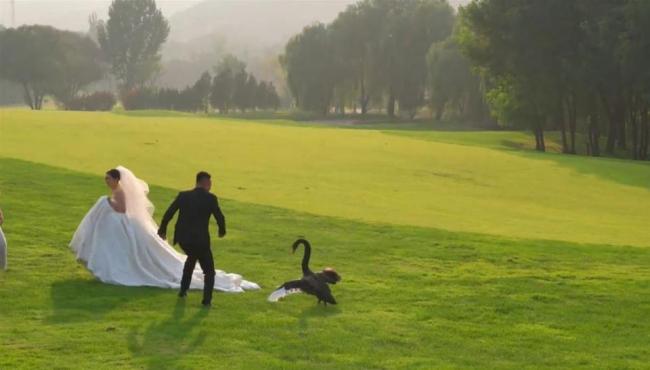 新人拍婚纱照遭遇“黑天鹅抢新娘”，新郎回应