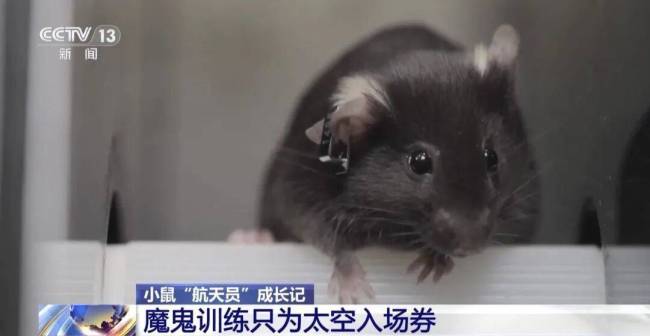 小鼠“航天员”训练画面曝光 魔鬼训练迎太空任务