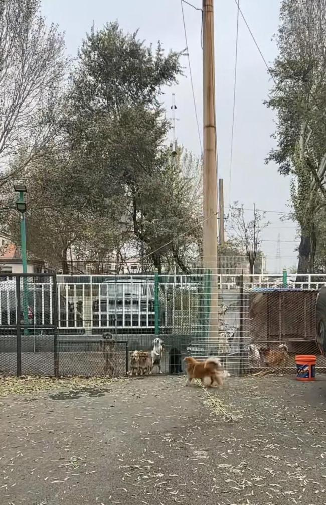 辽宁一汽车4S店养了50余只流浪猫狗 爱心之举温暖人心