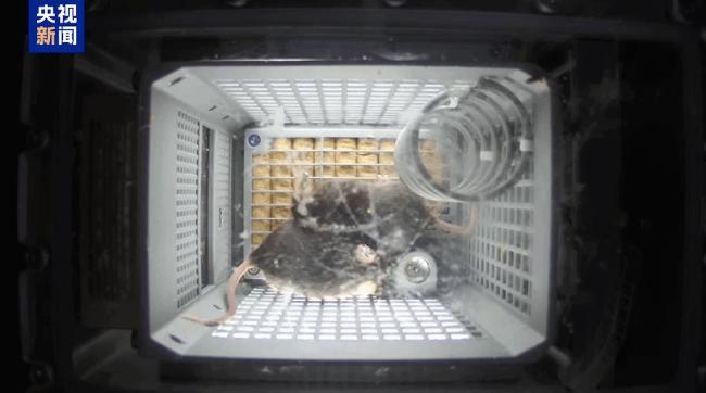 4只小鼠“入住”空间站状态良好 适应微重力环境