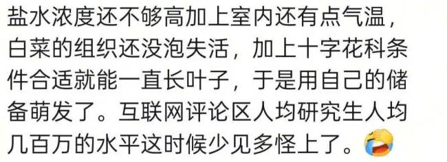 内蒙古居民腌制酸菜长出嫩芽 无土盐水栽培引热议