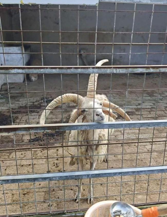 贵州凯里动物园火了 园长爷爷发声 爱心涌动改变命运