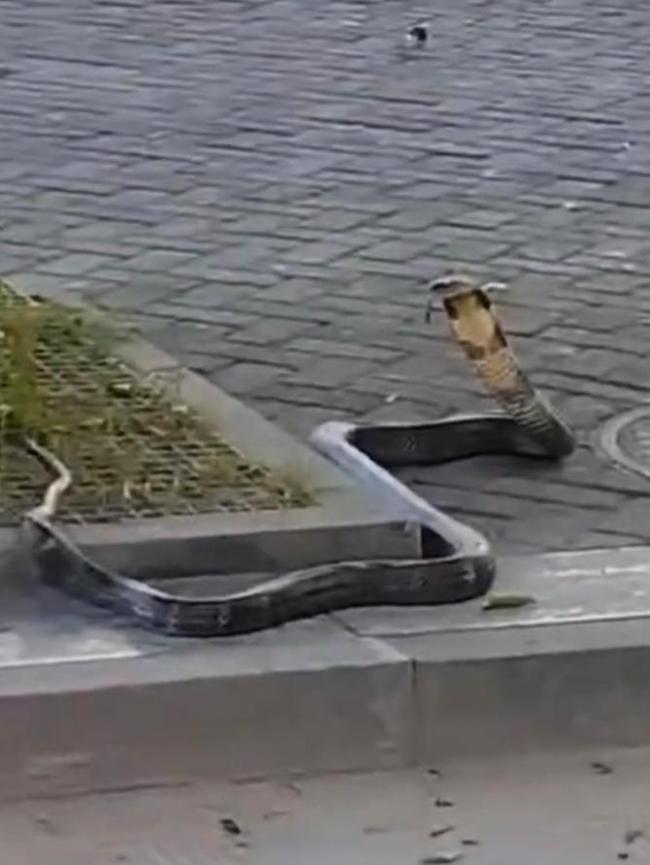 四川一街道现剧毒眼镜王蛇 消防人员成功捕获并放生