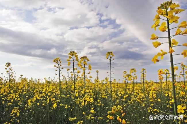 加拿大总理为何主动寻求与中方接触 欲消除误会建关系