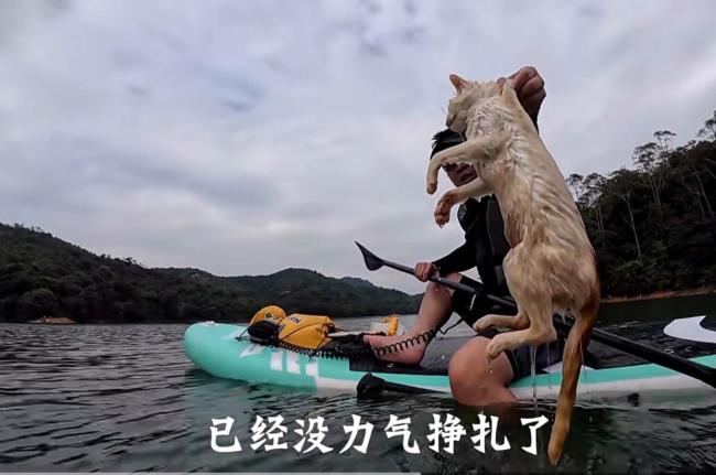 一水库边被放生大量猫:目击者称已救起3只 水源地再遭破坏