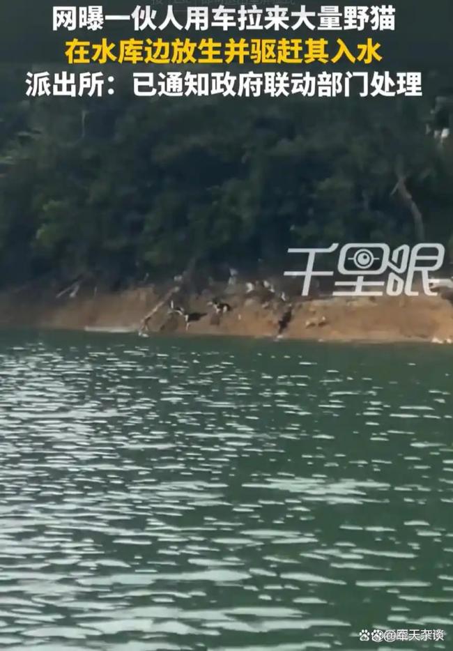 媒体:水库附近放生大量猫是造孽