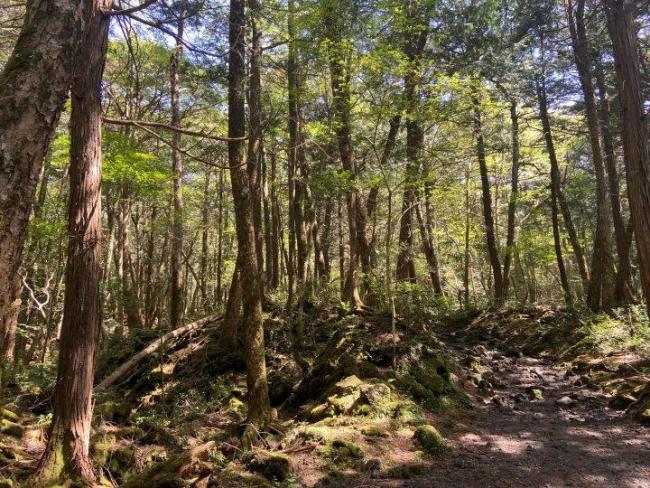 中国女生失联前曾打听日本自杀森林 多方力量紧急寻人