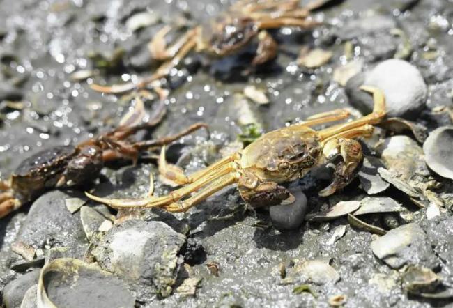 媒体称大闸蟹肥度已达最佳，如此珍馐为何在欧洲泛滥？能否靠吃解决问题 污染与寄生虫成难题