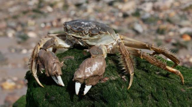 媒体称大闸蟹肥度已达最佳，如此珍馐为何在欧洲泛滥？能否靠吃解决问题 污染与寄生虫成难题