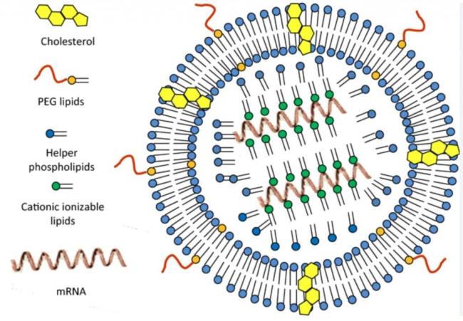 接种新冠mRNA疫苗后,肿瘤意外消退!Nature研究证实其效果