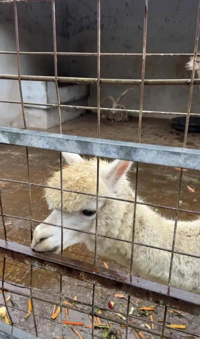 “史上最寒酸”动物园呼吁别转账 爱心捐款已足够