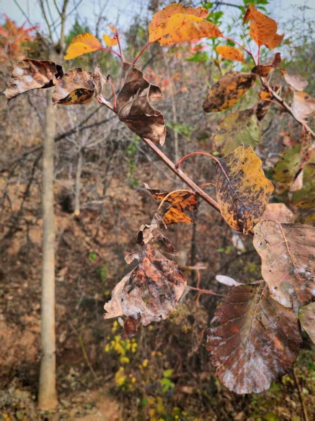 北京红叶为何晚红一周 气候与病害双重影响