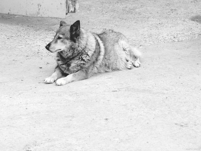 辟谣狂犬病潜伏期可达几十年 90%病例1-3月内发病