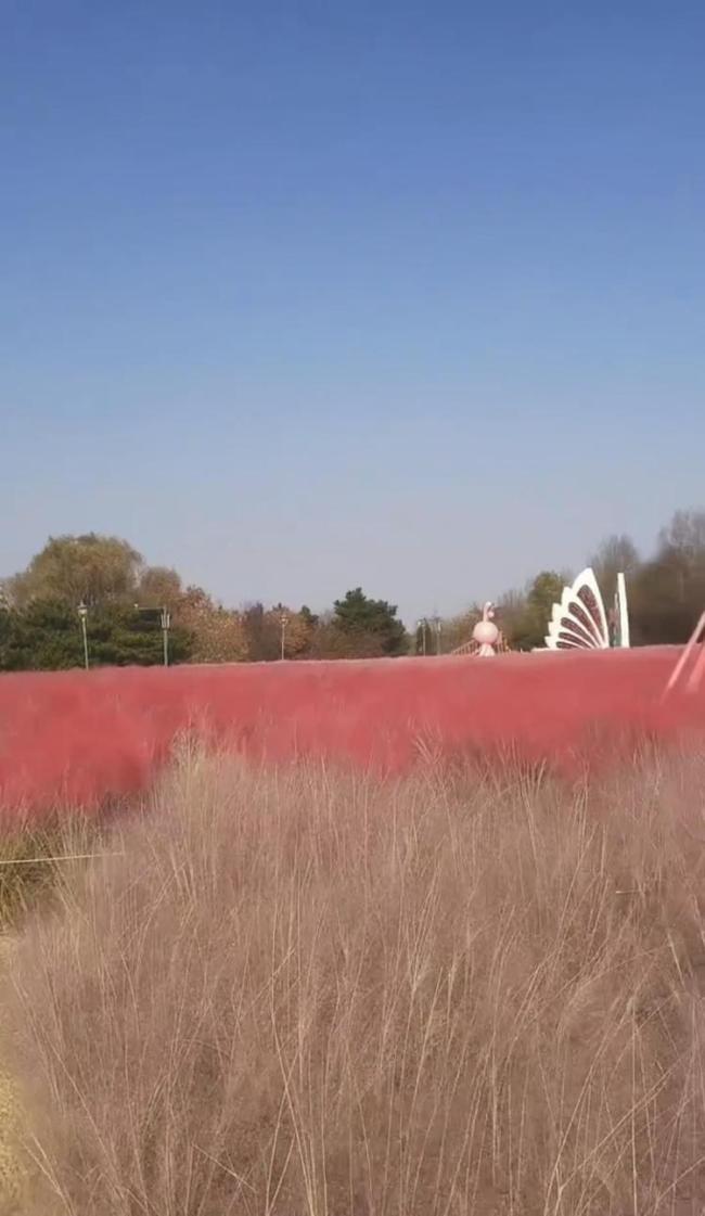 园方文书给粉黛乱子草喷漆上色