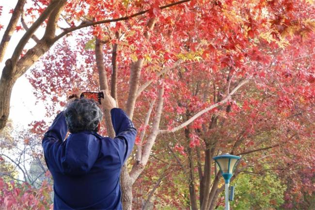 玉渊潭公园推四大打卡点 秋色斑斓画卷