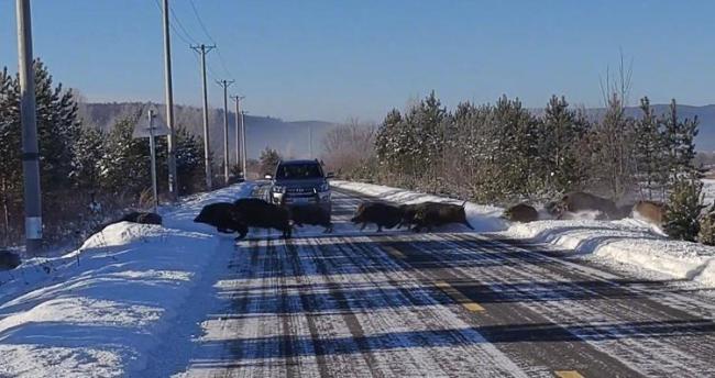 女子偶遇野豬群組團橫穿馬路 罕見場景震撼路人