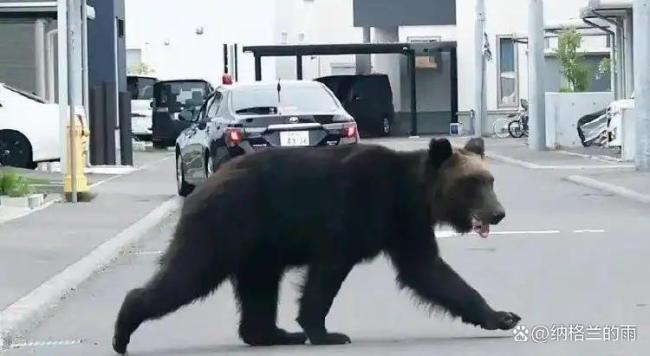 日本熊袭击数据 致死人数创历史新高