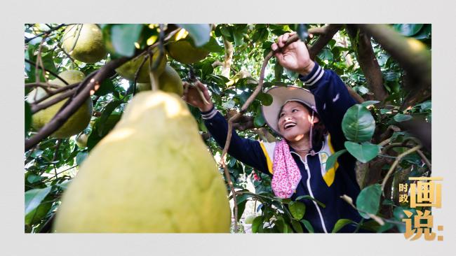 时政画说丨柚见丰年