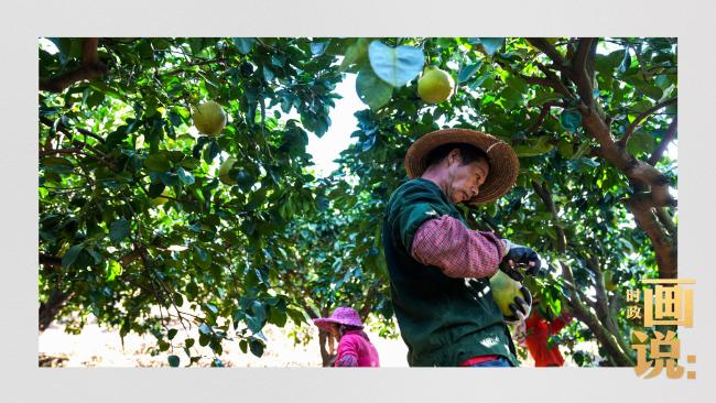 時(shí)政畫(huà)說(shuō)丨柚見(jiàn)豐年