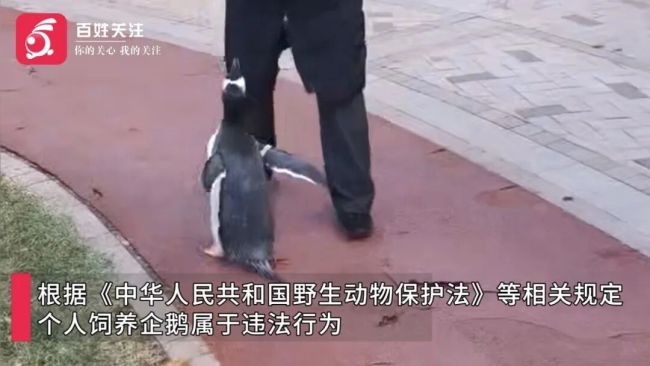 女子在小区里遛企鹅 社区：违法 个人饲养属违法