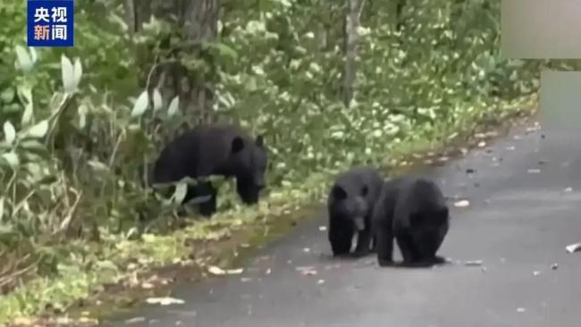 日本发熊难财？猎熊旅游狂捞金