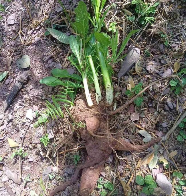 家门口发现“人参” 男子生吃进急诊 误食有毒植物险丧命