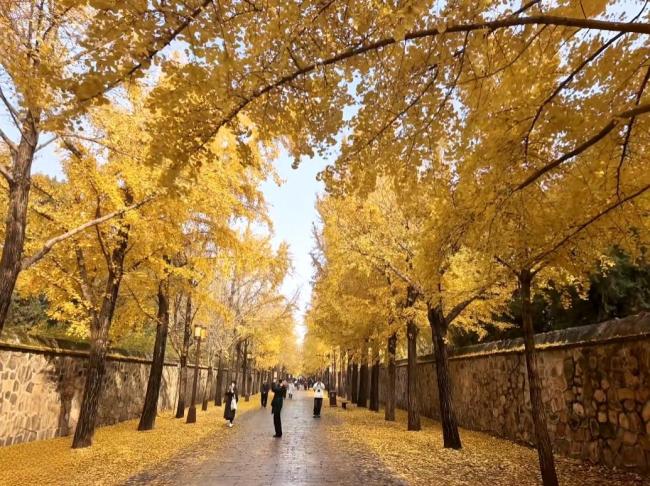 北京日报社区小板报 预计本周还有两次冷空气过程 北风明显气温波动