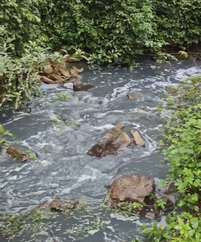 实探污染严重的长江支流孝子河 水体变色臭味浓烈