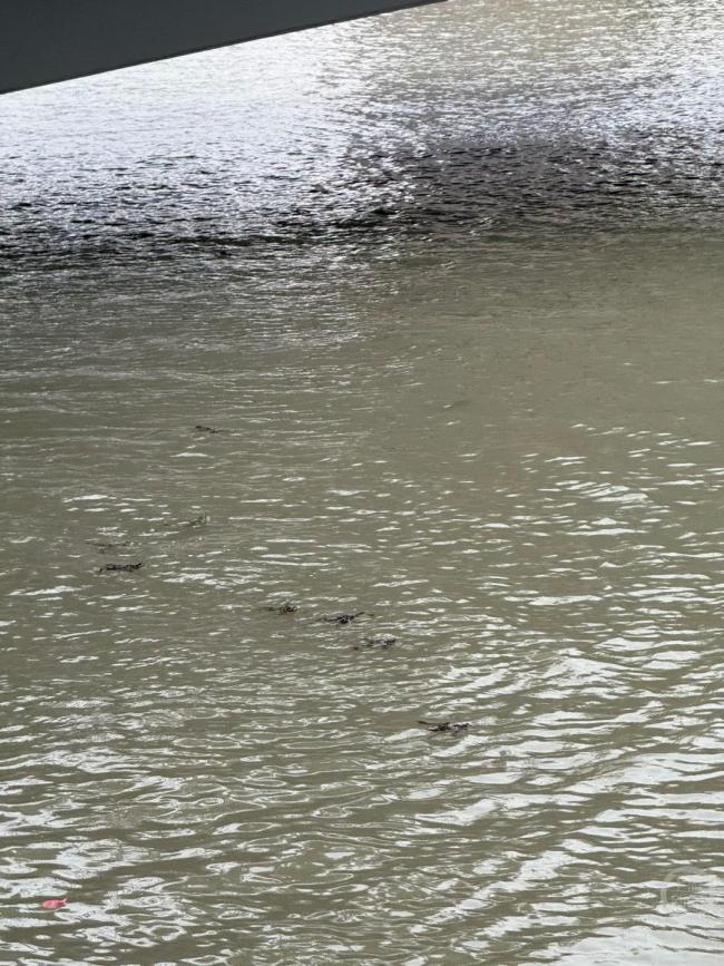 男子在苏州河放生外来入侵物种牛蛙 违规行为引关注