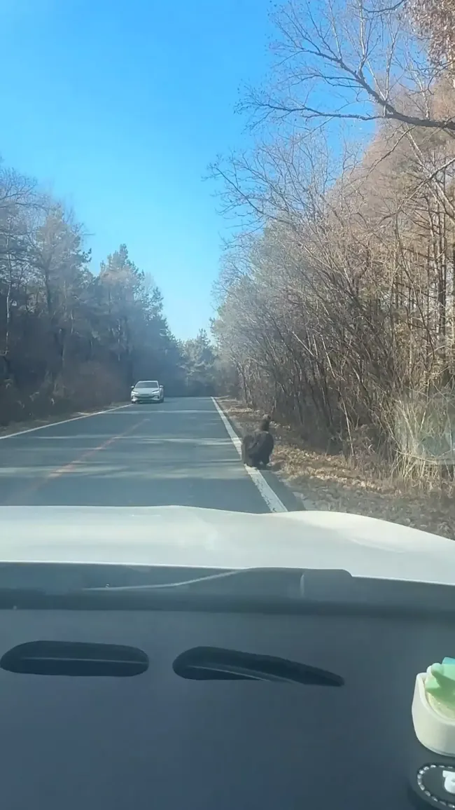 林业局回应女子偶遇野生秃鹫 救助后放飞适应中