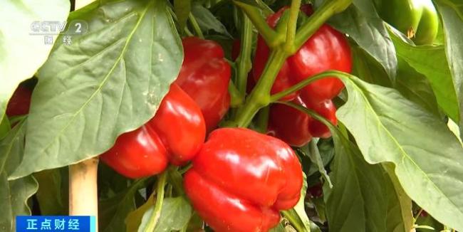 崇礼新雪季彩椒咖啡火了 创意饮品成雪友新宠