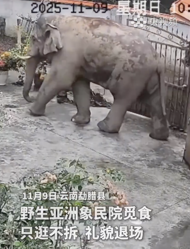 野生亚洲象只逛不拆礼貌退场 零破坏圈粉无数