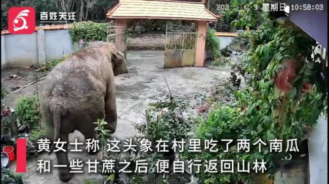 野生象推门入院找食物零破坏撤离 温和访客未损一物
