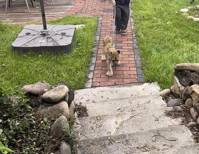 628元一晚小狮子叫醒服务约满两周 萌狮互动受追捧