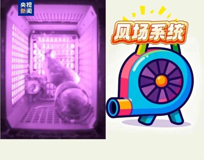 航天鼠回地球吃超大果凍 太空之旅科研價(jià)值翻倍